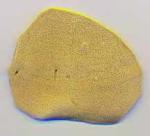 Antiminsion Sponge Small Flat - 3 pack -Orthodox Church Liturgical item