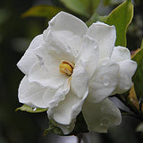 Gardenia Anointing Oil - Handcrafted - Monastery Craft