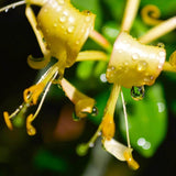 Honeysuckle Anointing Oil - Handcrafted - Monastery Craft