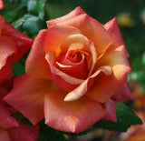 Bethlehem Rose Incense Orthodox Christian Incense